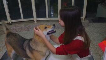 娱乐吃瓜酱阿姨卖小狗,娱乐吃瓜酱背后的温馨故事